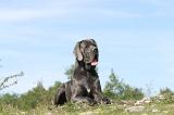 DOGUE ALLEMAND 018